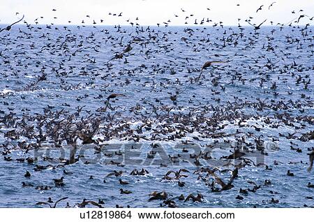 Picture - Seagulls near Shiretoko Peninsula, Hokkaido Prefecture, Japan. Fotosearch