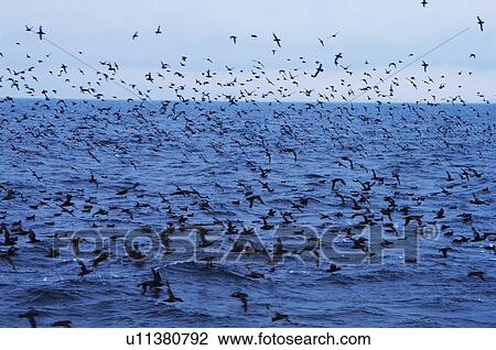 Stock Image - Seagulls near Shiretoko Peninsula, Hokkaido Prefecture, Japan. Fotosearch