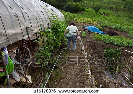 Stock Photograph - Senior Woman Working in Vegetable Garden. Fotosearch