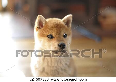 Shiba Inu puppy View Large Photo Image Stock Photograph - Shiba Inu puppy. Fotosearch