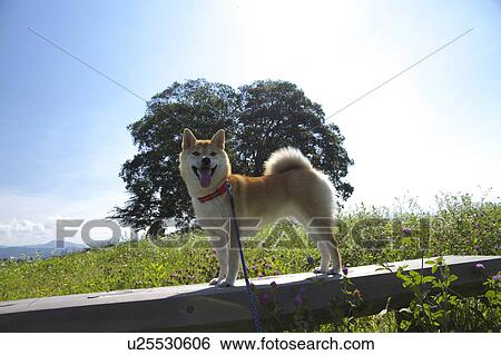 Shiba Inu View Large Photo Image Stock Photograph - Shiba Inu. Fotosearch