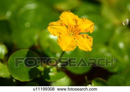Stock Photo - Single Floating Heart Flower. Fotosearch
