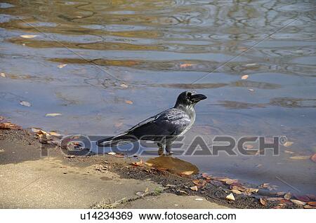 Stock Photo - Single Jungle Crow in Pond. Fotosearch