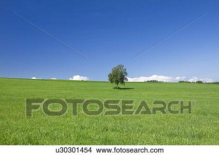 Picture - Single Tree in Field. Fotosearch