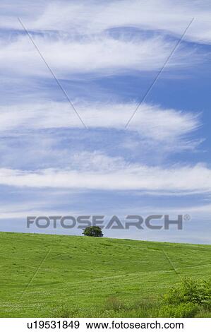 Stock Photo - Single Tree in Field. Fotosearch