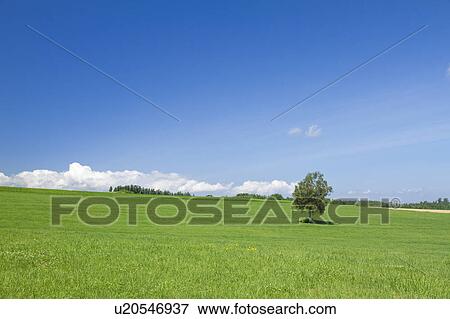 Single Tree in Field View Large Photo Image Stock Photo - Single Tree in Field. Fotosearch