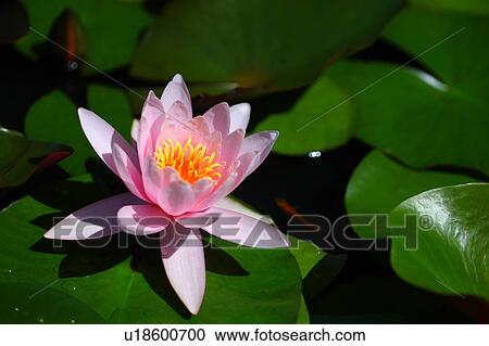 Single Water Lily Flower View Large Photo Image Stock Image - Single Water Lily Flower. Fotosearch