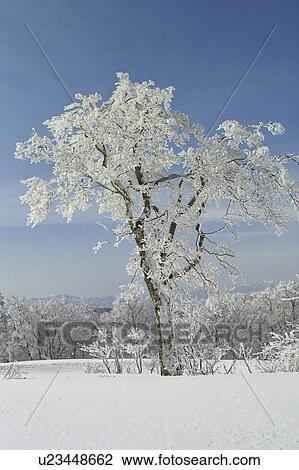 Snow on Japanese beech tree, Yamagata Prefecture, Japan View Large Photo Image Stock Image - Snow on Japanese beech tree, Yamagata Prefecture, Japan. Fotosearch