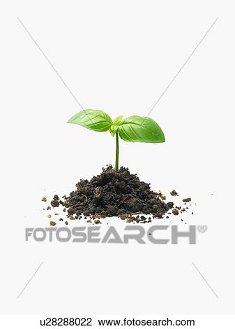 Stock Image - Sprout and Soil. Fotosearch