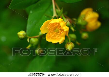 Picture - St John's Wort Flowers. Fotosearch