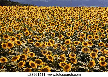 Stock Image - Sunflower Field. Fotosearch