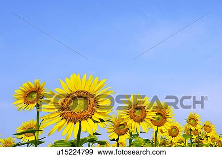Sunflowers View Large Photo Image Stock Photo - Sunflowers. Fotosearch