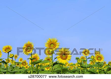 Sunflowers View Large Photo Image Stock Photo - Sunflowers. Fotosearch