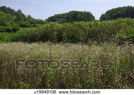 Tall Grass View Large Photo Image Stock Photograph - Tall Grass. Fotosearch