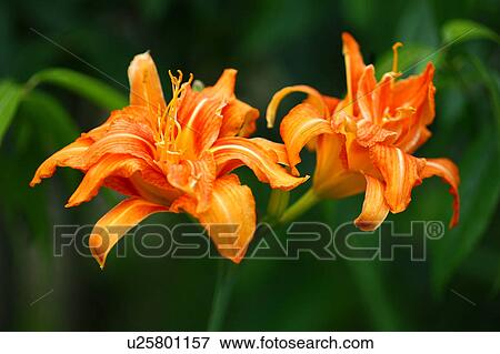 Stock Photo - Tawnyday Lilies. Fotosearch