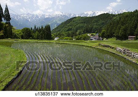 Terraced Field and Hakuba mountain range, Nagano Prefecture, Japan View Large Photo Image Stock Photo - Terraced Field and Hakuba mountain range, Nagano Prefecture, Japan. Fotosearch
