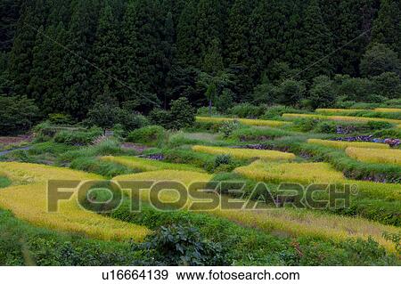 Terraced Rice Fields View Large Photo Image Stock Photo - Terraced Rice Fields. Fotosearch