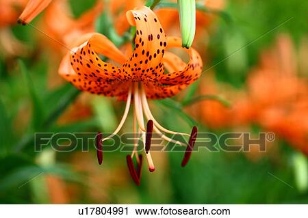 Tiger Lily Flower View Large Photo Image Stock Image - Tiger Lily Flower. Fotosearch
