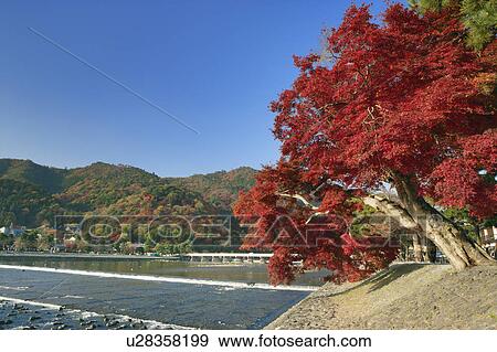 Stock Photo - Togetsu bridge in Fall, Kyoto Prefecture, Japan. Fotosearch