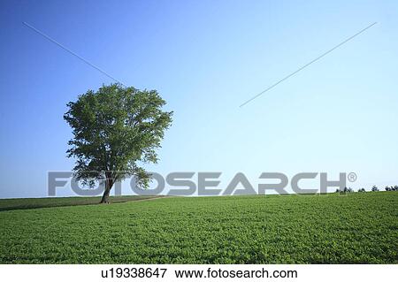 Stock Photo - Tree in a field, Hokkaido Prefecture, Japan. Fotosearch