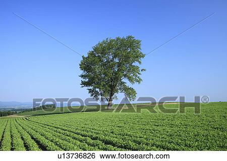 Stock Photograph - Tree in a field, Hokkaido Prefecture, Japan. Fotosearch