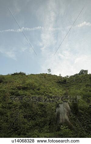 Tree stump, hill and sky, Tokyo Prefecture, Japan View Large Photo Image Stock Photo - Tree stump, hill and sky, Tokyo Prefecture, Japan. Fotosearch