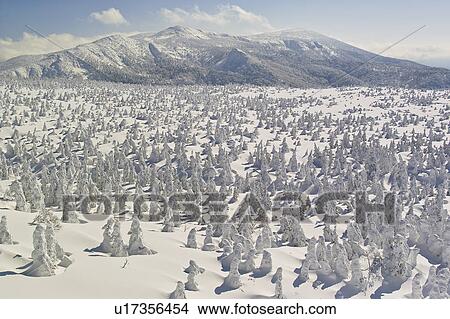 Picture - Trees at Zao mountain range, Yamagata Prefecture, Japan. Fotosearch