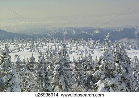 Picture - Trees at Zao mountain range, Yamagata Prefecture, Japan. Fotosearch