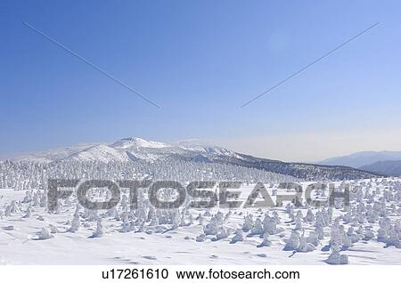 Trees at Zao mountain range, Yamagata Prefecture, Japan View Large Photo Image Stock Image - Trees at Zao mountain range, Yamagata Prefecture, Japan. Fotosearch