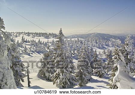Stock Photo - Trees at Zao mountain range, Yamagata Prefecture, Japan. Fotosearch