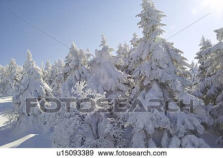 Trees at Zao mountain range, Yamagata Prefecture, Japan View Large Photo Image Stock Photo - Trees at Zao mountain range, Yamagata Prefecture, Japan. Fotosearch