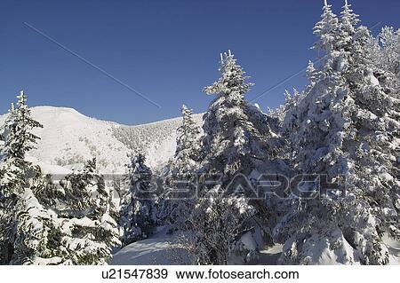 Trees at Zao mountain range, Yamagata Prefecture, Japan View Large Photo Image Stock Photo - Trees at Zao mountain range, Yamagata Prefecture, Japan. Fotosearch