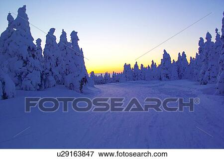 Trees at Zao mountain range, Yamagata Prefecture, Japan View Large Photo Image Stock Photo - Trees at Zao mountain range, Yamagata Prefecture, Japan. Fotosearch