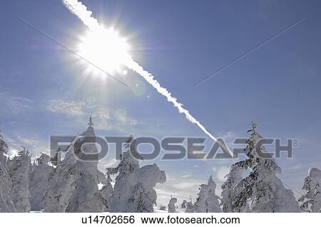 Trees in winter, low angle view, Yamagata Prefecture, Japan View Large Photo Image Stock Photograph - Trees in winter, low angle view, Yamagata Prefecture, Japan. Fotosearch