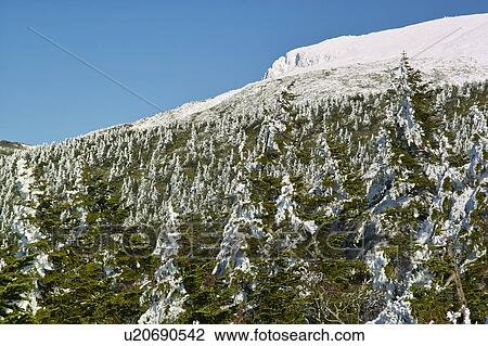 Trees on mountain covered with snow, Yamagata Prefecture, Japan View Large Photo Image Stock Image - Trees on mountain covered with snow, Yamagata Prefecture, Japan. Fotosearch