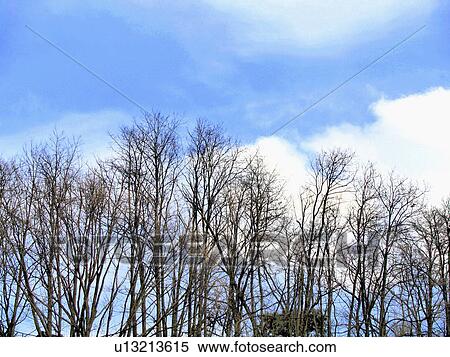 Trees View Large Photo Image Stock Photography - Trees. Fotosearch