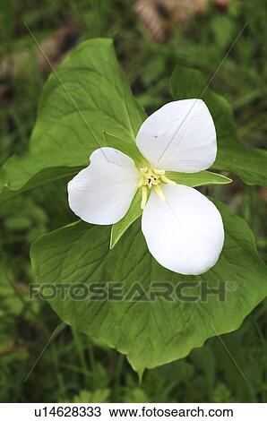 Trillium kamtschaticum, Hokkaido Prefecture, Japan View Large Photo Image Stock Image - Trillium kamtschaticum, Hokkaido Prefecture, Japan. Fotosearch