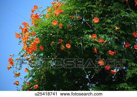 Stock Image - Trumpet Creeper. Fotosearch