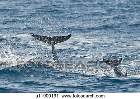 Stock Image - Two Dolphins Breaching. Fotosearch