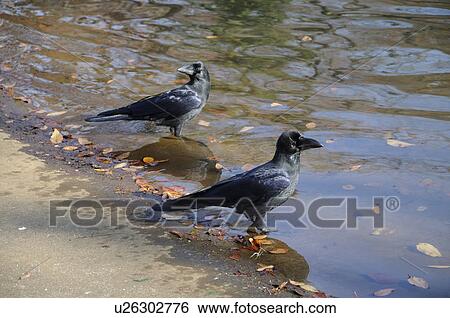 Stock Photograph - Two Jungle Crows. Fotosearch
