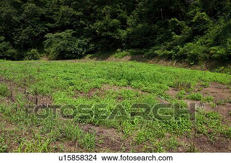 Picture - Unused Land. Fotosearch