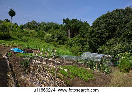 Picture - Vegetable Garden. Fotosearch