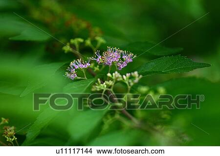Picture - Verbenaceae Flowers. Fotosearch