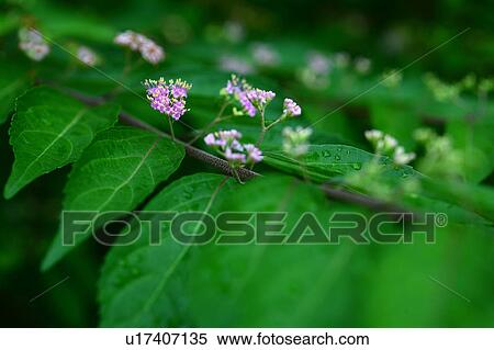 Stock Photography - Verbenaceae Flowers. Fotosearch