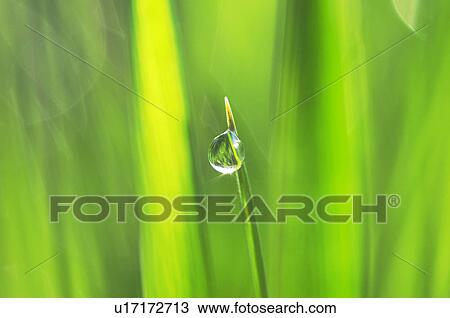 Water drop on leaf, Hokkaido Prefecture, Japan View Large Photo Image Stock Image - Water drop on leaf, Hokkaido Prefecture, Japan. Fotosearch