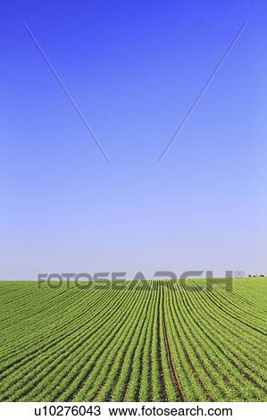 Stock Image - Wheat Field. Fotosearch