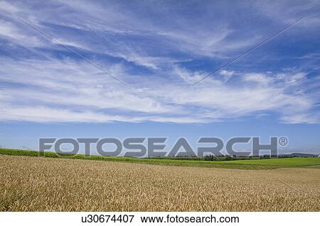 Wheat Field View Large Photo Image Stock Photo - Wheat Field. Fotosearch