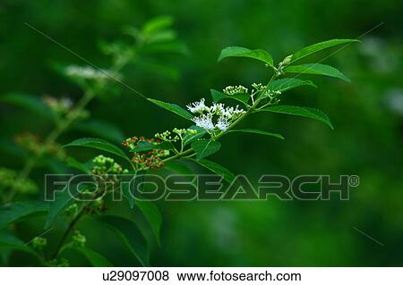 White Beautyberry Flowers View Large Photo Image Stock Photo - White Beautyberry Flowers. Fotosearch