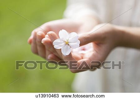 Woman holding cherry blossom View Large Photo Image Stock Image - Woman holding cherry blossom. Fotosearch
