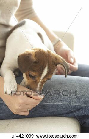 Woman with Jack Russell Terrier View Large Photo Image Stock Photo - Woman with Jack Russell Terrier. Fotosearch
